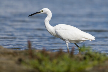 The little egret (Egretta garzetta) is a species of small heron in the family Ardeidae. It is a white bird with a slender black beak, long black legs 