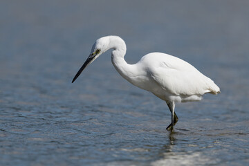 The little egret (Egretta garzetta) is a species of small heron in the family Ardeidae. It is a white bird with a slender black beak, long black legs 