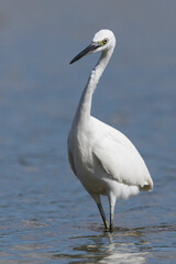 The little egret (Egretta garzetta) is a species of small heron in the family Ardeidae. It is a white bird with a slender black beak, long black legs 