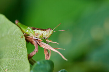 Close-up view of grasshopper on green leaves
