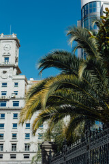 Fototapeta premium Palm Trees and Historic Architecture in Central Oviedo, Asturias