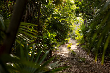 Dirt road through the jungle in Belize