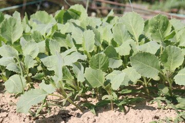 Cauliflower seedling on farm for harvest