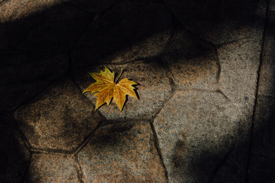 Single Autumn Leaf on Sunlit Pavement in Oviedo
