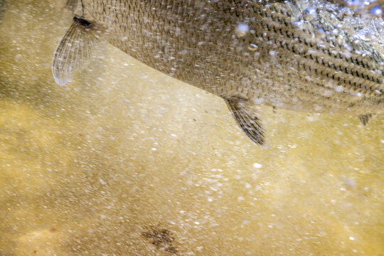 Underwater detail photo of bonefish