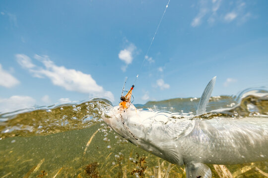 Detailed photo of bonefish hooked on a fly