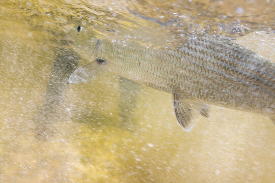 Underwater detail photo of bonefish