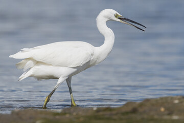 The little egret (Egretta garzetta) is a species of small heron in the family Ardeidae. It is a white bird with a slender black beak, long black legs 