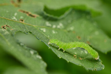 Close-up of green caterpillar on lush green leaf