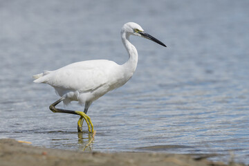 The little egret (Egretta garzetta) is a species of small heron in the family Ardeidae. It is a white bird with a slender black beak, long black legs 