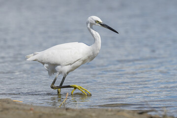 The little egret (Egretta garzetta) is a species of small heron in the family Ardeidae. It is a white bird with a slender black beak, long black legs 