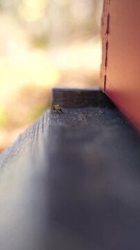 Bees hover near the entrance of a red wooden beehive