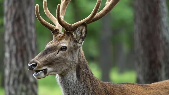A brown deer stands among trees its antlers prominently displayed