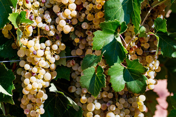 Fototapeta premium Ripe White Grapes on the Vine