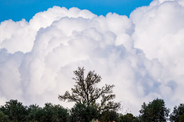 Intense Cumulus Cloud Formation Above Olive Trees in Alhambra