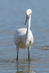 The little egret (Egretta garzetta) is a species of small heron in the family Ardeidae. It is a white bird with a slender black beak, long black legs 