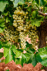 Fototapeta premium Abundant Clusters of Golden Grapes on the Vine