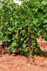 Fototapeta premium Clusters of White Grapes Hidden by Dense Foliage