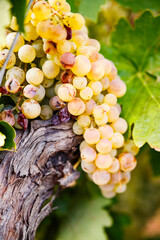 Fototapeta premium Harvested Cluster on Gnarly Vine