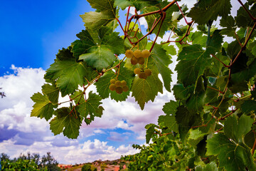 Green Grape Clusters Against a Blue Sky