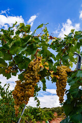 Fototapeta premium Abundant Grape Clusters Under Blue Sky