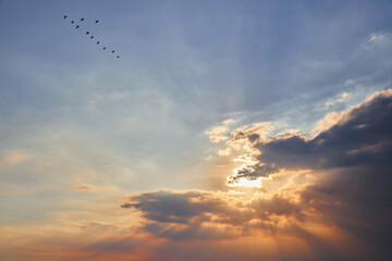 Low angle view of birds flying in sky during sunset