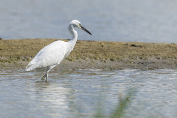 The little egret (Egretta garzetta) is a species of small heron in the family Ardeidae. It is a white bird with a slender black beak, long black legs 