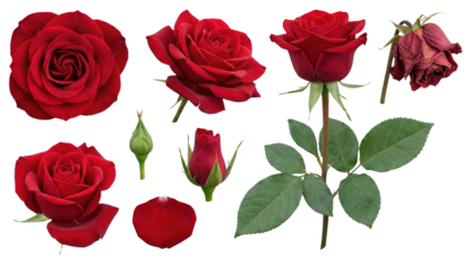 Red Roses Set Isolated on White Background