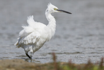 The little egret (Egretta garzetta) is a species of small heron in the family Ardeidae. It is a white bird with a slender black beak, long black legs 