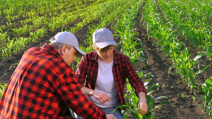 Two agronomist work as team control corn seedling cultivation analyzing use tablet. Man and woman farmer colleagues checking examining harvest condition organic plant inspection at field plantation