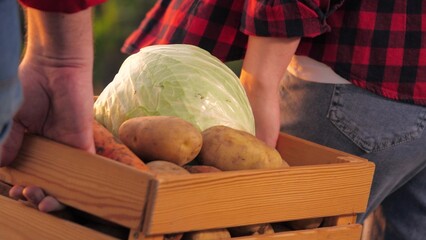 Farmer couple carrying wooden crate with organic vegetable harvest at corn field closeup. Man and woman agronomist colleagues going with fresh edible plant crop carrot cabbage and potato in box