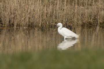 The little egret (Egretta garzetta) is a species of small heron in the family Ardeidae. It is a white bird with a slender black beak, long black legs 