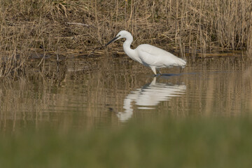 The little egret (Egretta garzetta) is a species of small heron in the family Ardeidae. It is a white bird with a slender black beak, long black legs 