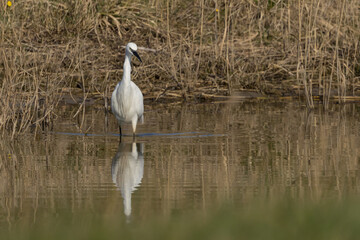 The little egret (Egretta garzetta) is a species of small heron in the family Ardeidae. It is a white bird with a slender black beak, long black legs 