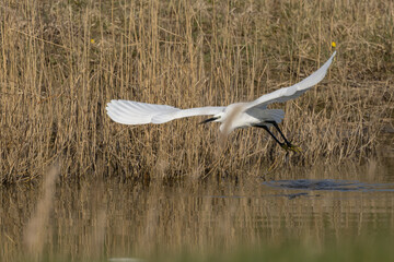 The little egret (Egretta garzetta) is a species of small heron in the family Ardeidae. It is a white bird with a slender black beak, long black legs 