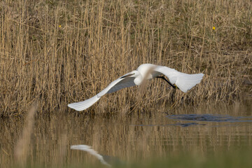 The little egret (Egretta garzetta) is a species of small heron in the family Ardeidae. It is a white bird with a slender black beak, long black legs 