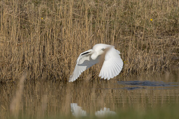The little egret (Egretta garzetta) is a species of small heron in the family Ardeidae. It is a white bird with a slender black beak, long black legs 