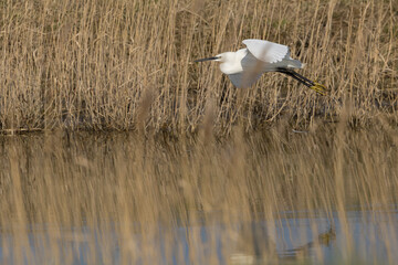 The little egret (Egretta garzetta) is a species of small heron in the family Ardeidae. It is a white bird with a slender black beak, long black legs 