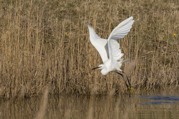 The little egret (Egretta garzetta) is a species of small heron in the family Ardeidae. It is a white bird with a slender black beak, long black legs 