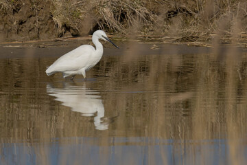 The little egret (Egretta garzetta) is a species of small heron in the family Ardeidae. It is a white bird with a slender black beak, long black legs 