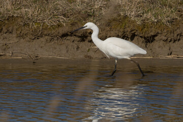 The little egret (Egretta garzetta) is a species of small heron in the family Ardeidae. It is a white bird with a slender black beak, long black legs 