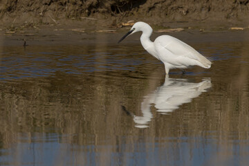 The little egret (Egretta garzetta) is a species of small heron in the family Ardeidae. It is a white bird with a slender black beak, long black legs 