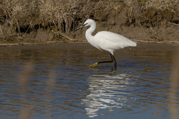 The little egret (Egretta garzetta) is a species of small heron in the family Ardeidae. It is a white bird with a slender black beak, long black legs 