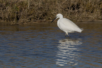 The little egret (Egretta garzetta) is a species of small heron in the family Ardeidae. It is a white bird with a slender black beak, long black legs 