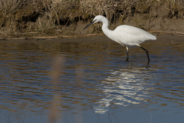 The little egret (Egretta garzetta) is a species of small heron in the family Ardeidae. It is a white bird with a slender black beak, long black legs 