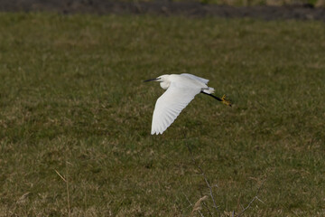 The little egret (Egretta garzetta) is a species of small heron in the family Ardeidae. It is a white bird with a slender black beak, long black legs 