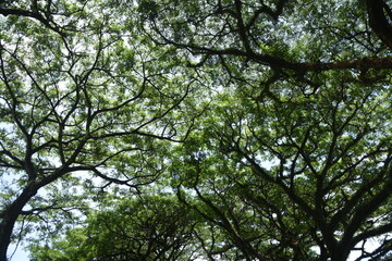 Obraz premium Dense, lush green tropical tree canopy forming an arch over a walkway/road. Great for nature, shade, walking, and park themes