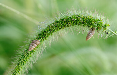 Foxtail grass in the sunshine