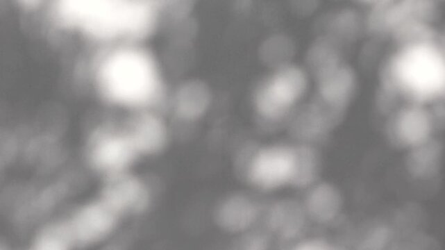 Abstract natural tree branch leaves shadow on white wall background