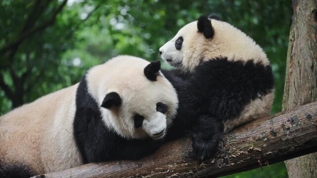 Panda Cub Shows Curiosity Towards Parent, Small Panda Explores And Touches Adult With Delicate Actions